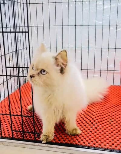 Persian cat kitten for sale my WhatsApp 03126762031