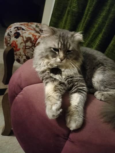 I m selling my lovely cat