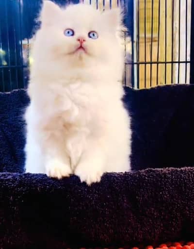 Persian cat kitten for sale my WhatsApp 03126762031