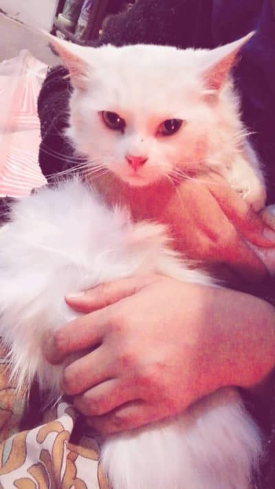 Persian for sale or exchange