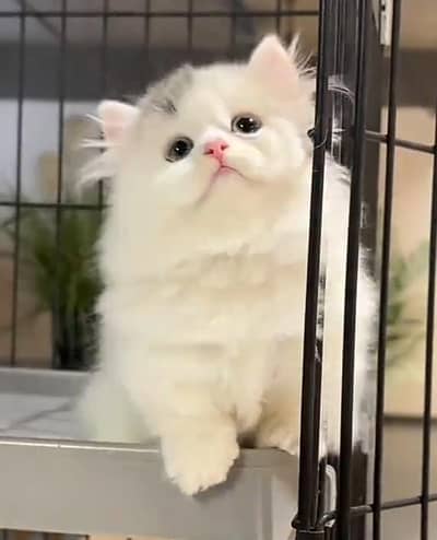 Persian cat kitten for sale my WhatsApp 03126762031