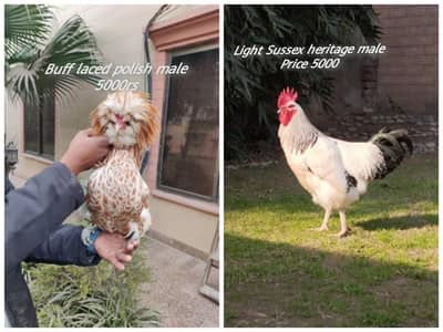 buff laced polish|f1 light Sussex heritage|super quality|03409062402