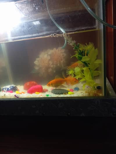 aquarium complete setup with 5 fishes