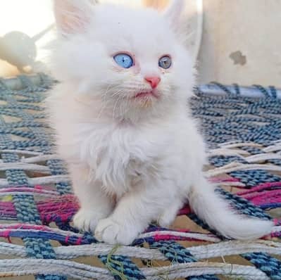 White Odd Eyes Persian Kitten for Sale