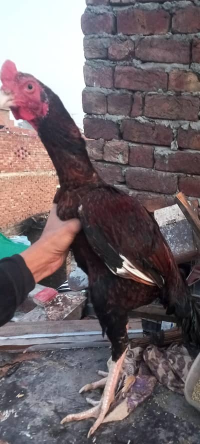 for sale aseel murga