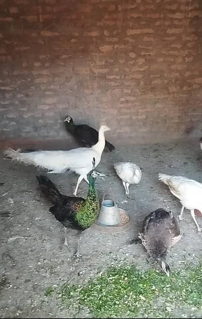White breader pair for sale