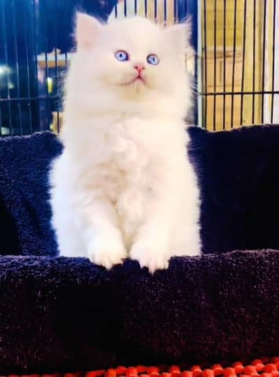Persian cat kitten for sale my WhatsApp 03126762031