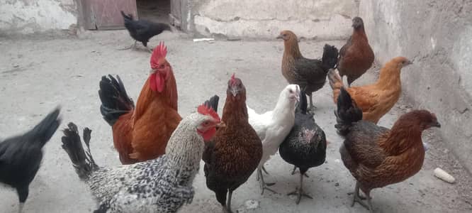 Golden misri phatte per piece RS 1750