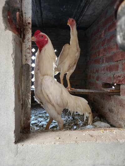 Pure Oh Shamo Breeding Pair