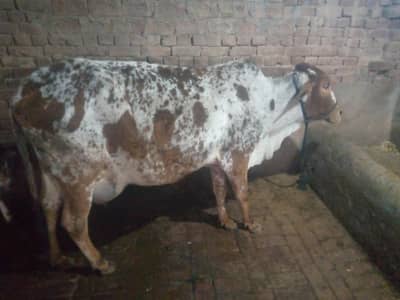 tazi cow for sale