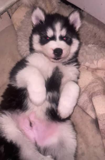 Siberian husky puppies blue eyes wooly coat and healthy active