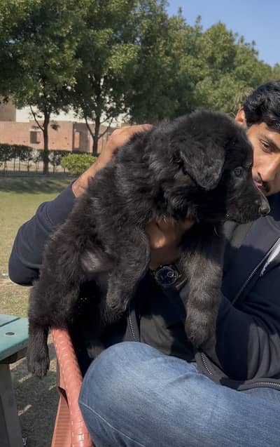 Female German shepherd puppy(Jet black)
