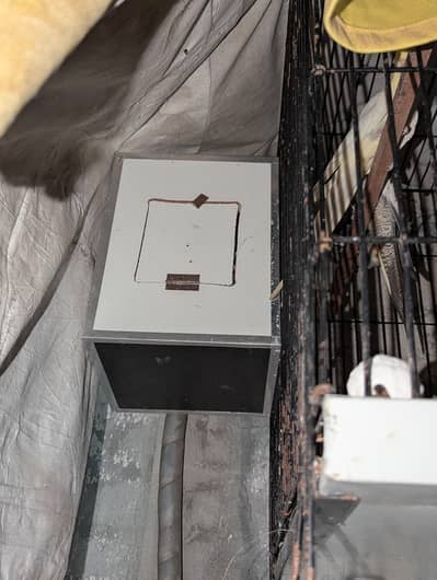 2 Coakatail Breeder Pair | 3 Coakatail Chicks | 2 Egg Boxes | 1 Cage