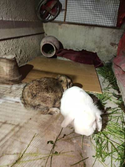 Holland Loop pair 12 months big in size. .