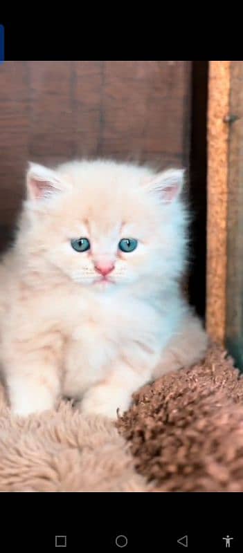 Persian cat for sale male female vaccine career 0321=44=95=387=