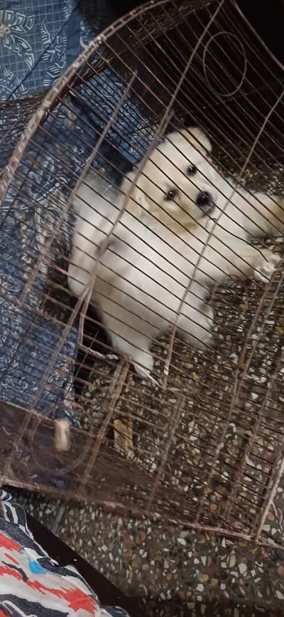 Russion puppy long coat