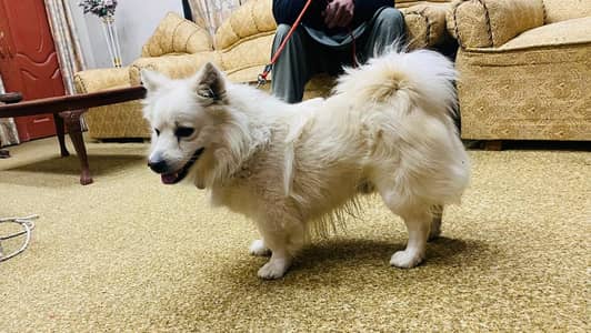 Russion puppy long coat