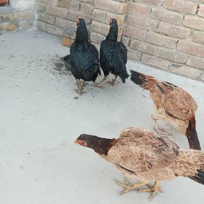 Aseel lasani Mianwali