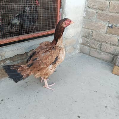 Aseel lasani Mianwali