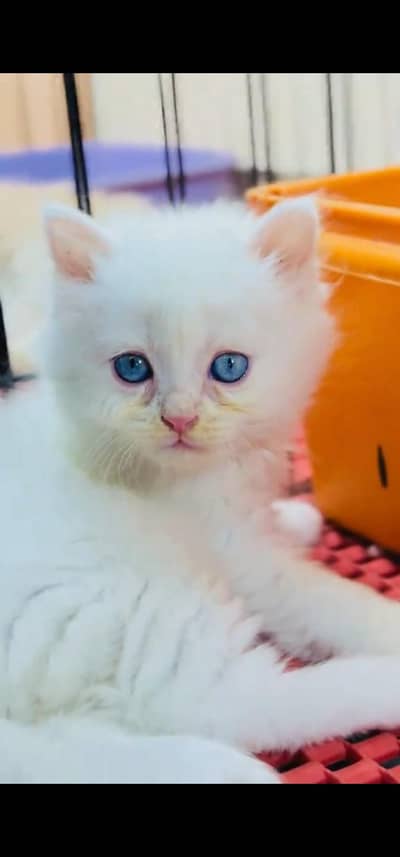 Quality Persian Punch face cat & kitten is03062848895Whatsapp