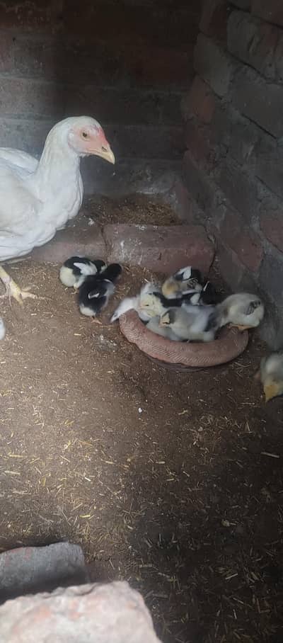 heera setup for sale