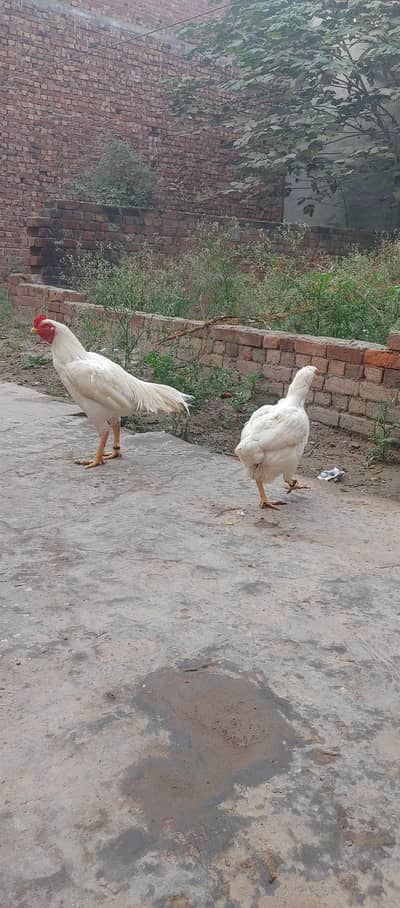 heera setup for sale