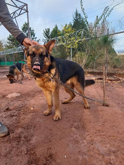 German Shepherd Pair. Urgent Sale