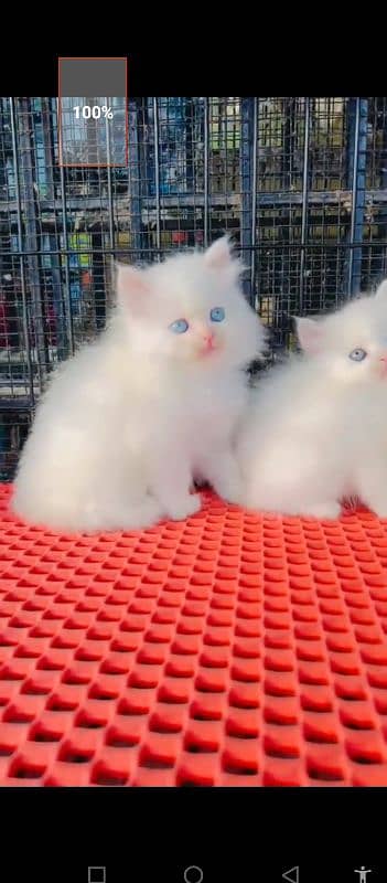 Persian cat for science male female vaccine ke liye 0340=14=20=834=