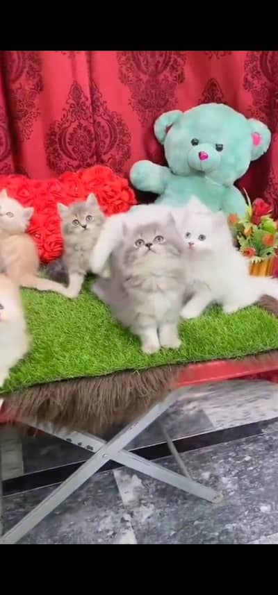 Quality Persian Punch face cat & kitten is03062848895Whatsapp