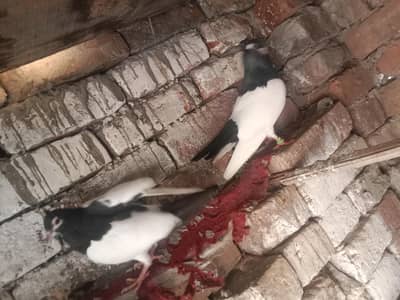 1 pair red khal ha 2 bacha sath ik pair black khal ha ik patha ha sath