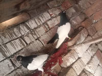 1 pair red khal ha 2 bacha sath ik pair black khal ha ik patha ha sath