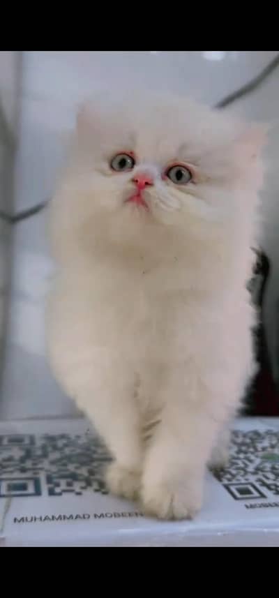 Quality Persian Punch face cat & kitten is03062848895Whatsapp