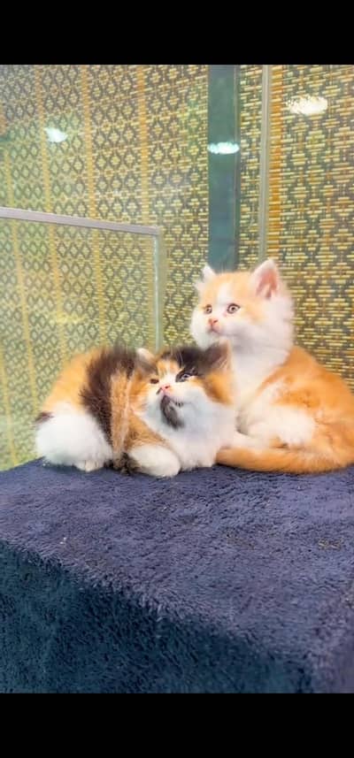 Quality Persian Punch face cat & kitten is03062848895Whatsapp