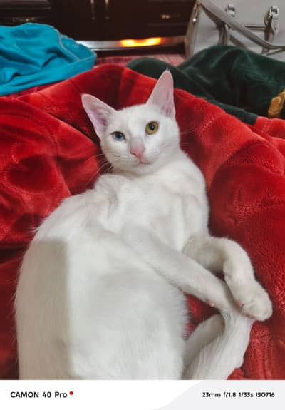 odd eyes white colour beautiful female