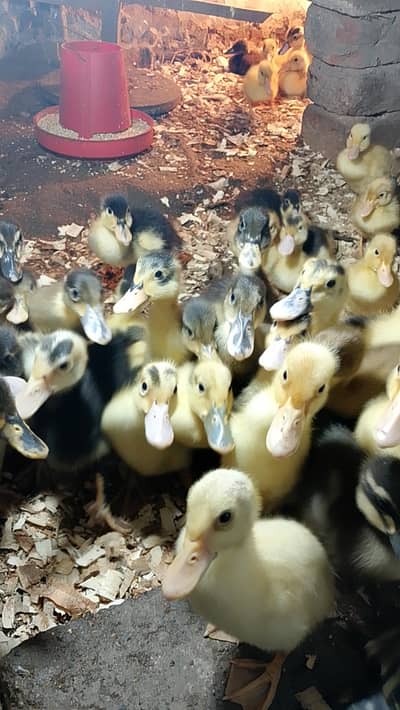 Ducks  chicken for sale good condition