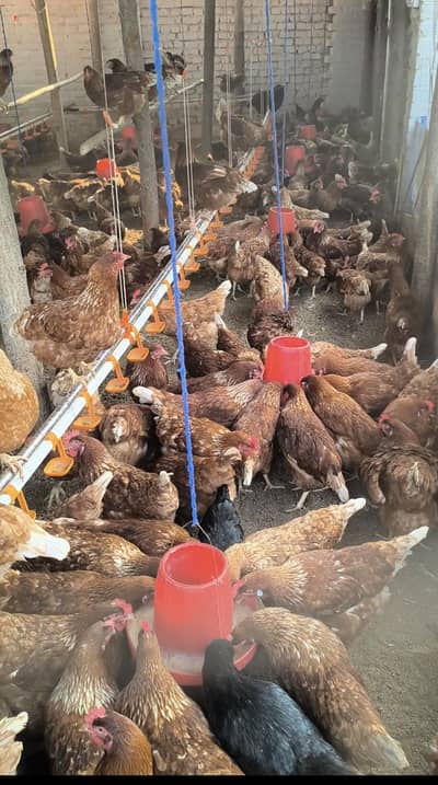 lohman brown German breed