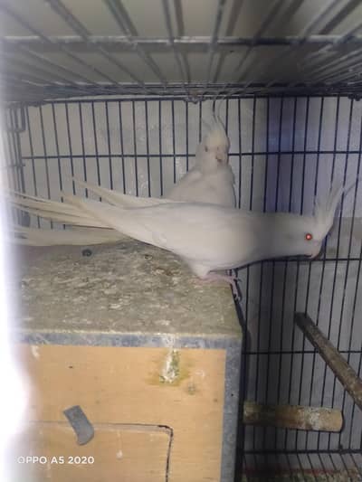 breader pair hai. . 1 year age hai. . nail tial flying SB ok ha. .