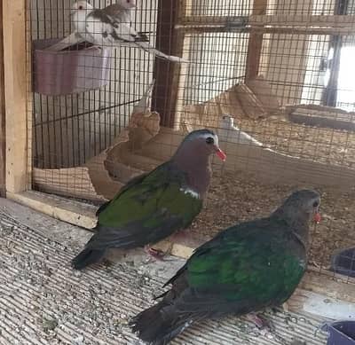 Emerald Dove / Emerald Green Dove / Green Emerald Dove / Green Dove