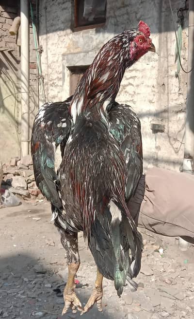 10 month age ha pathy ki Pakistani patha ha