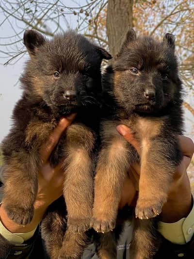 German Shepherd double coat pair 2 month for sale