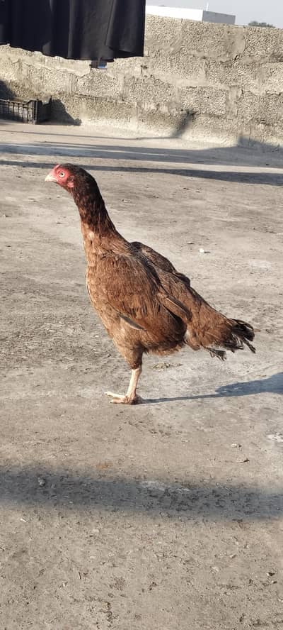 Aseel murgiya Murga  Hai Ghar Ki breed