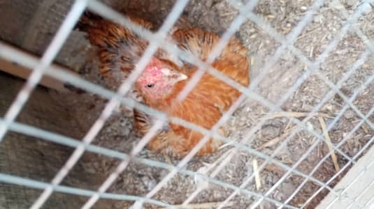 kurk hen 325--86-87--951