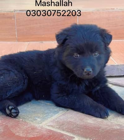Black German shepherd pedigree