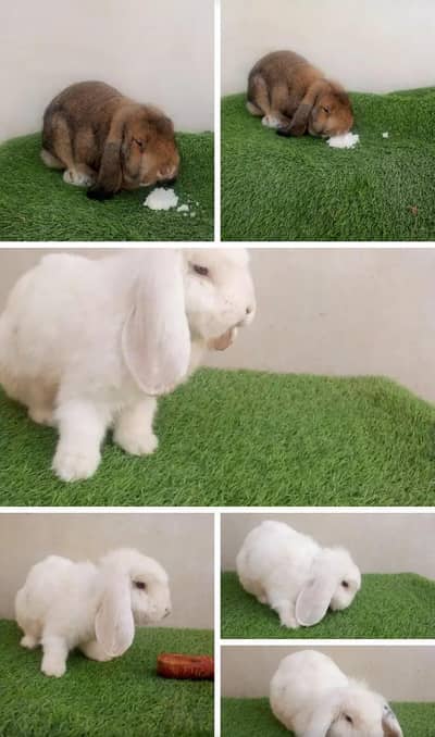 Holland Loop pair 12 months big in size. .