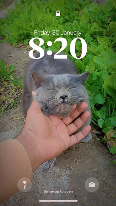 beautiful persion cat