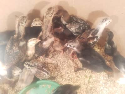 aseel chicks | thai aseel | thai & Vietnam murgha | buff | kruk hen