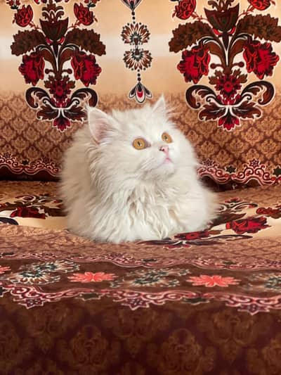 Persian Cat