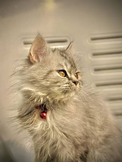 Triple coated persian kitten