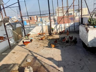 stater egg laying patiya available  full and final price