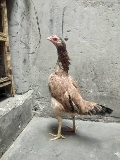 Mianwali Aseel cras Amroha